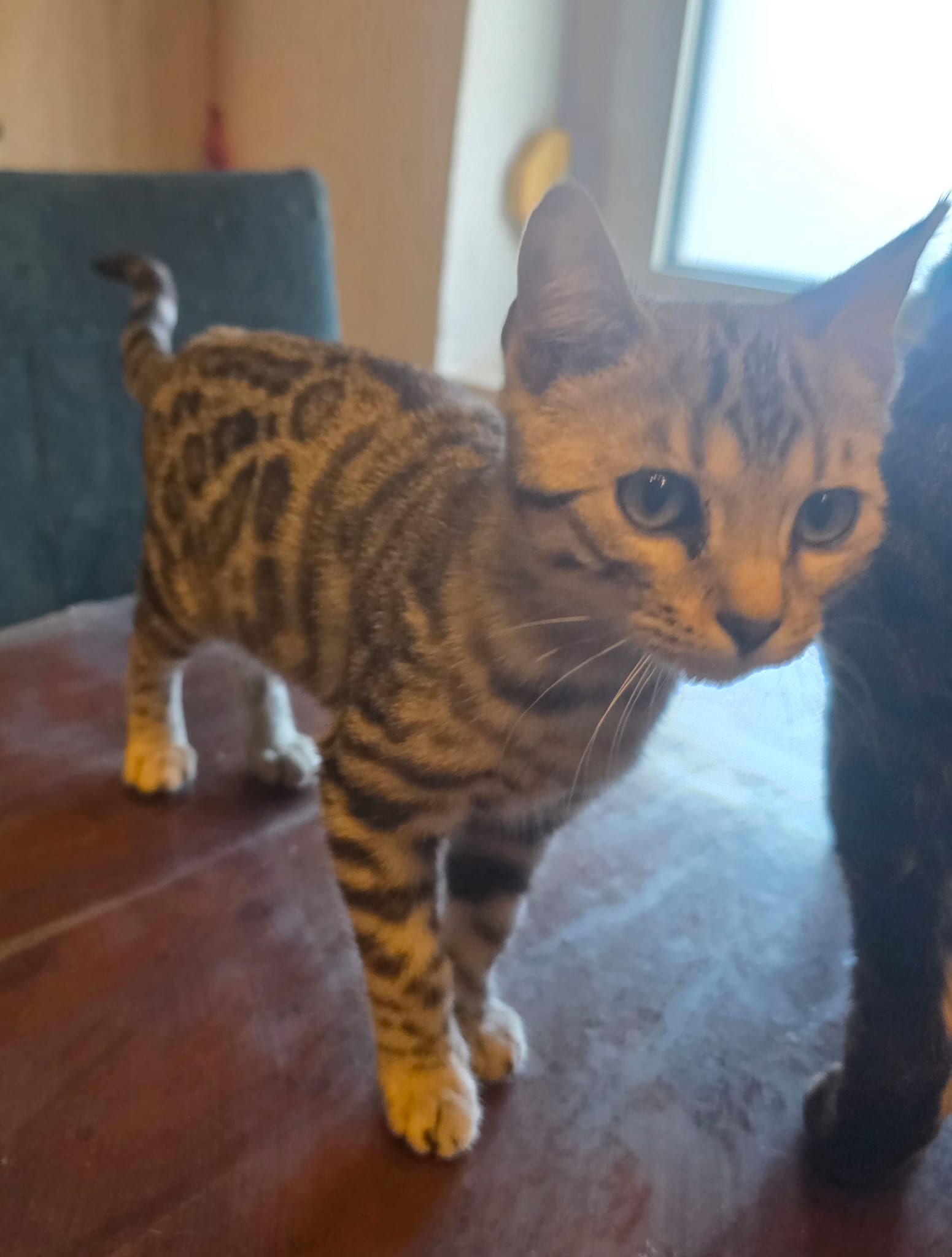 WhatsApp Bild 2025-11-26 um 06.38.39_3d639ed6